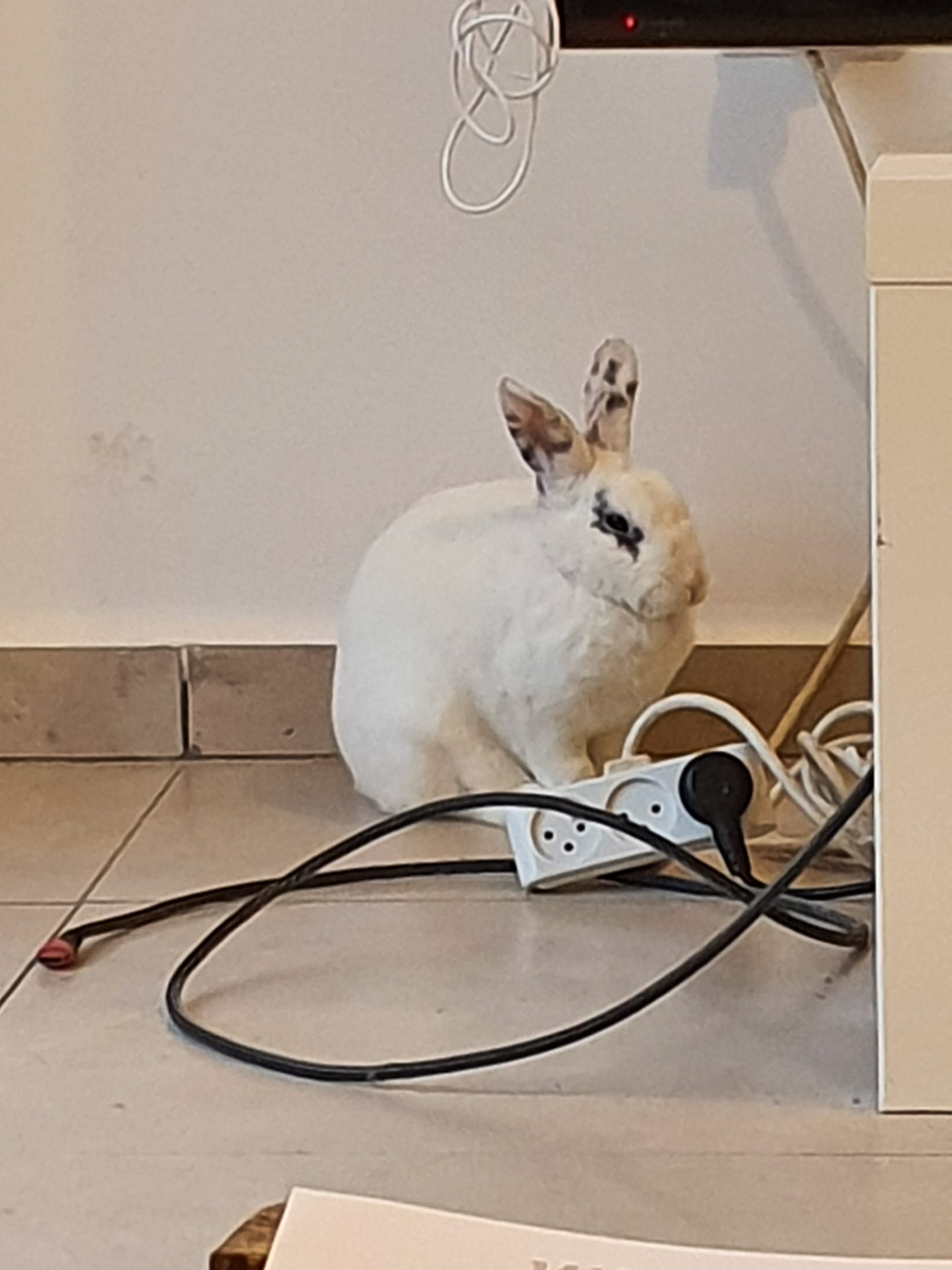 גידול ארנב בבית - ארנב עם לועס כבל חשמל