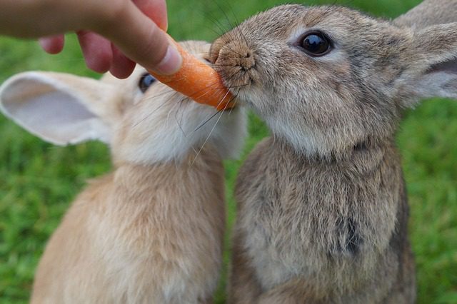ארנבים אוכלים