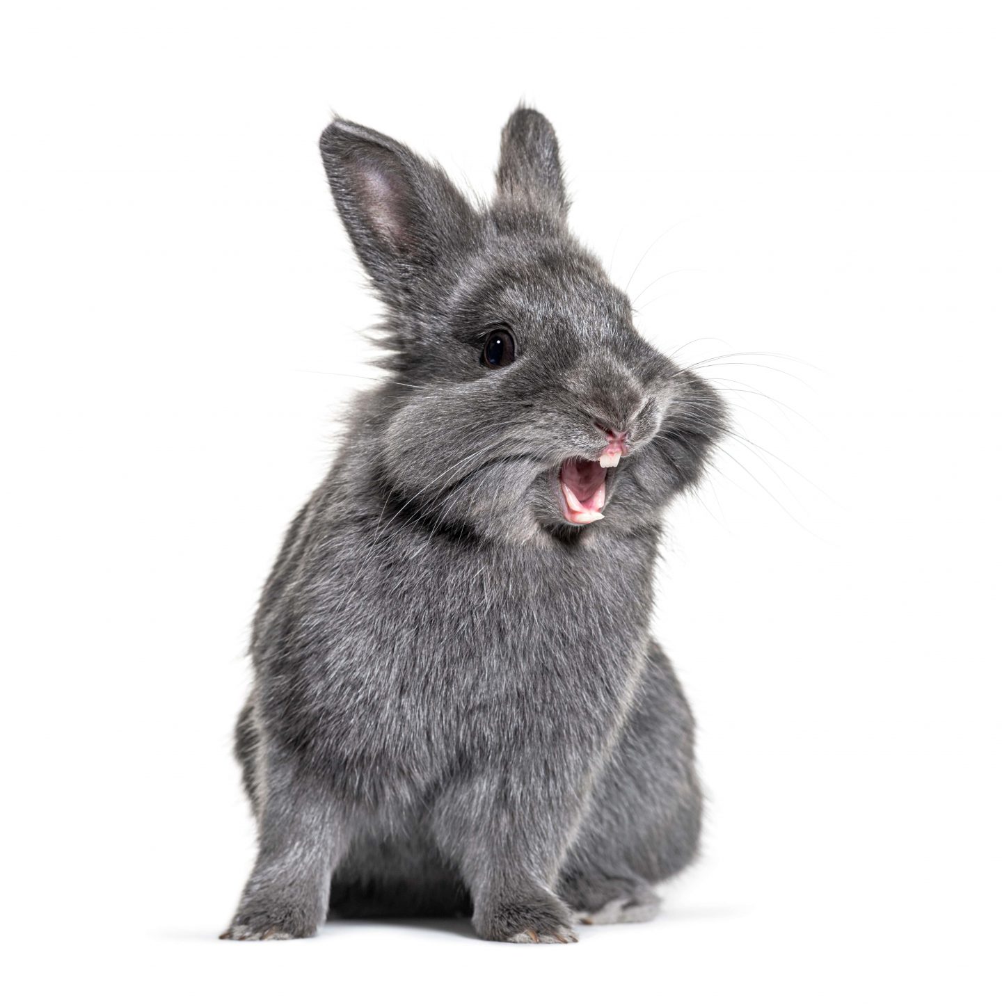 Arnavim Rabbit 🐰איך יודעים אם ארנב חולה - שיניים של ארנב - MyRabbit - הארנב שלי 🐰