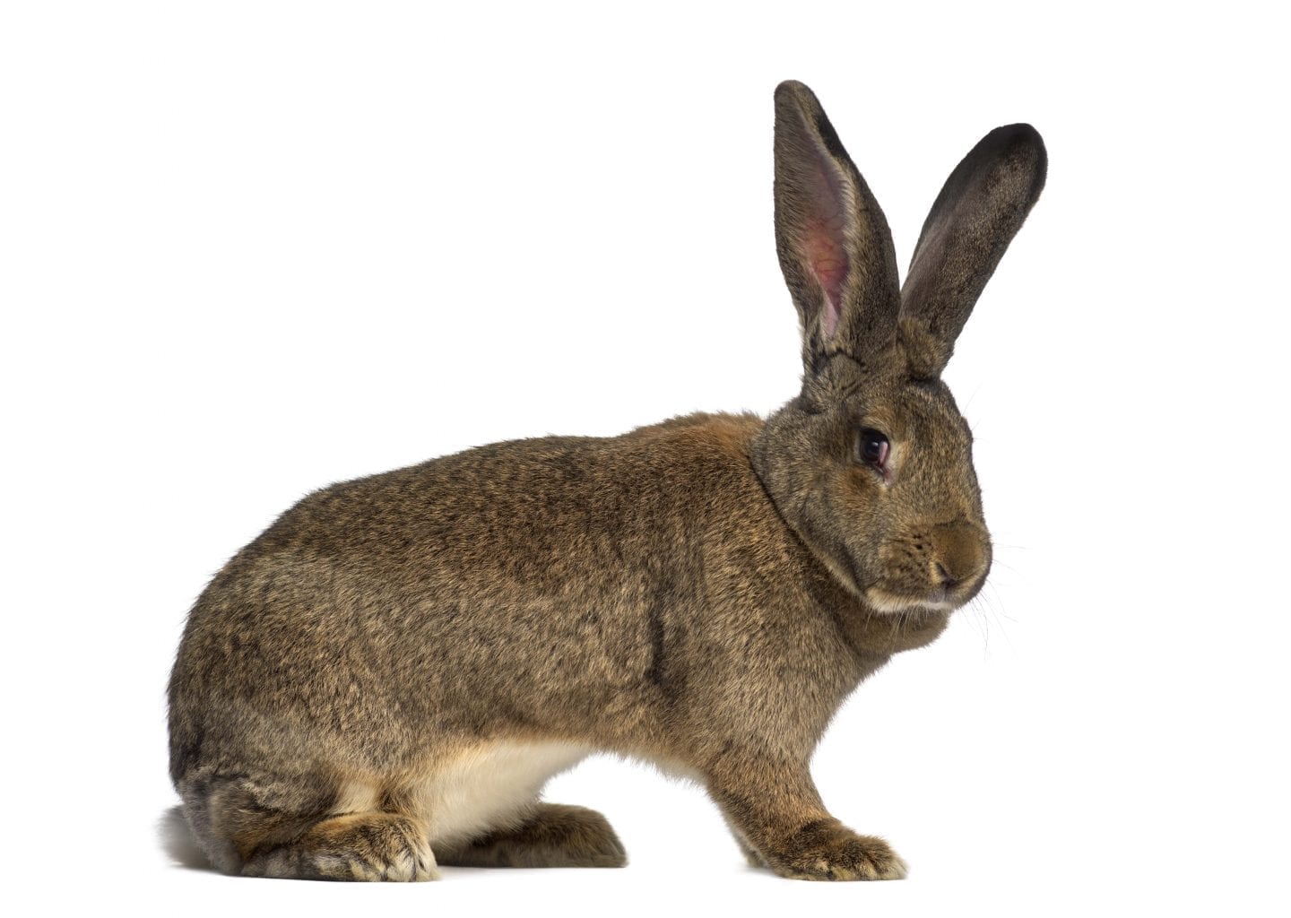 MyRabbit - הארנב שלי - ארנב פלמי ענק – ארנב ענק