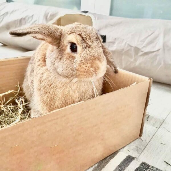 ארנב בתוך קופסה
