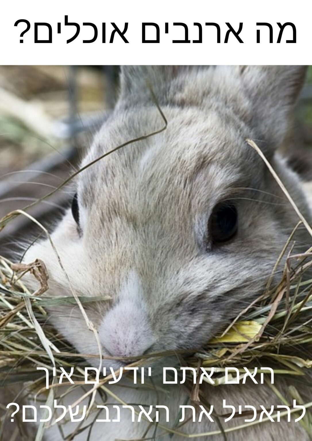Arnavim Rabbit MyRabbit - הארנב שלי - ארנבים למסירה – ארנבים לאימוץ – ארנבים למכירה