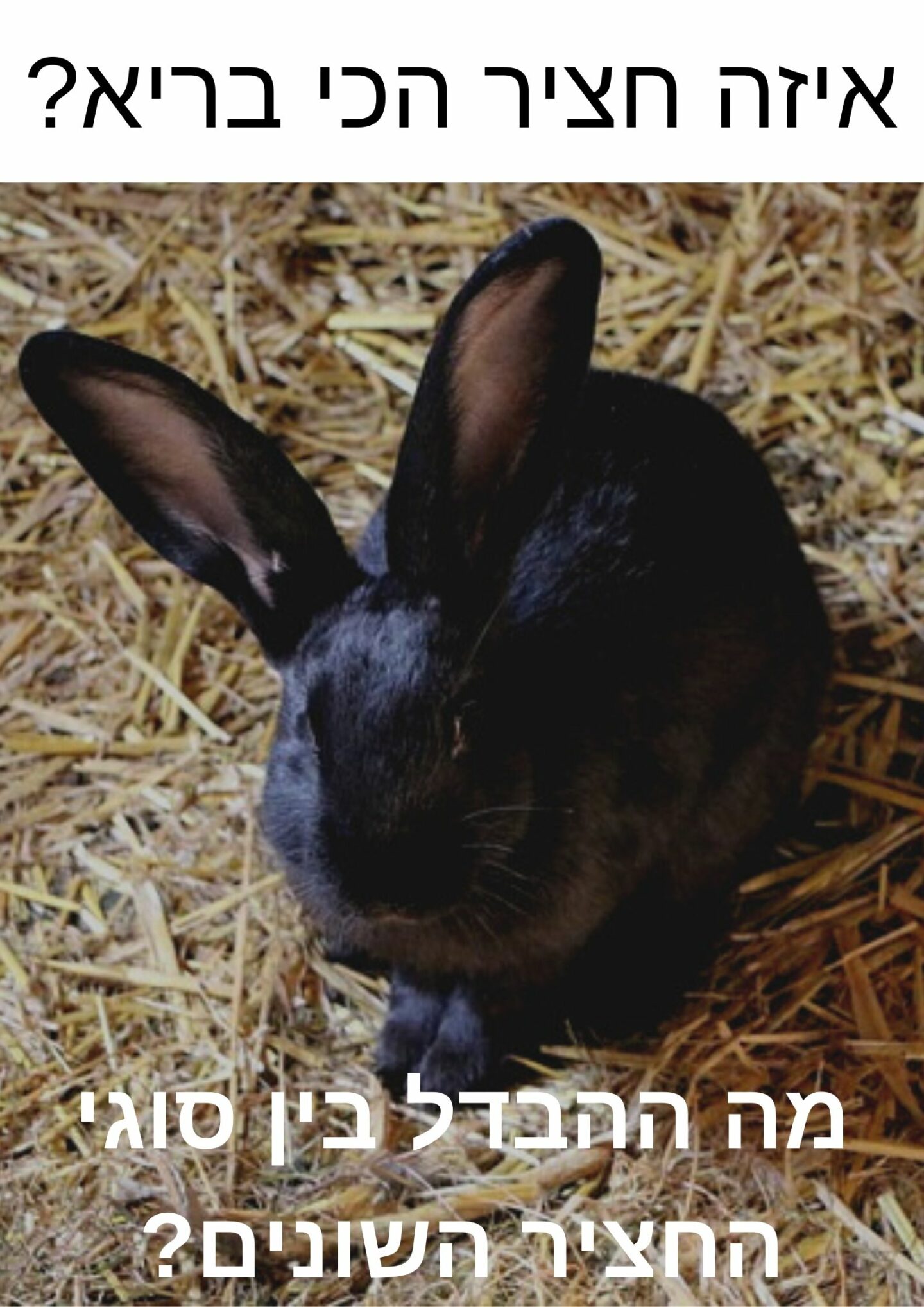 rabbit-hay-banner
