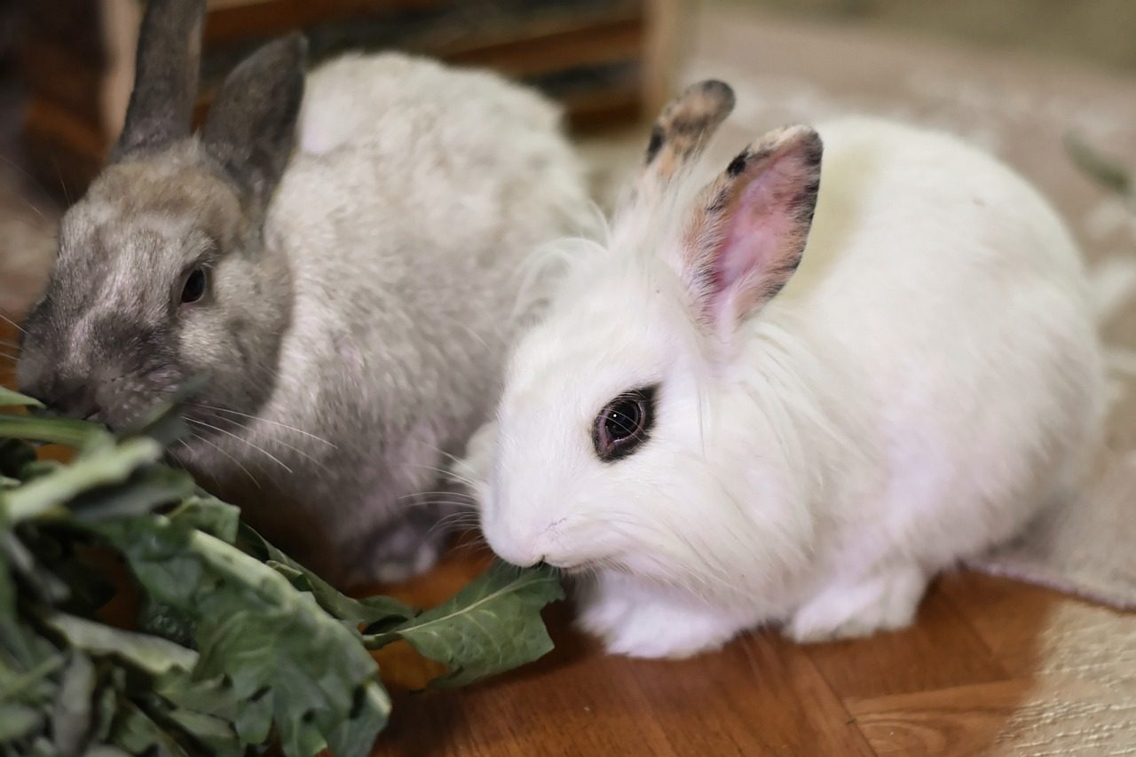 ארנבים אוכלים עלים ירוקים