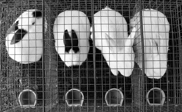 bunnies-in-cage