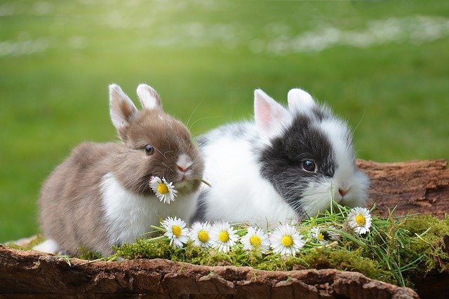ארנבים אוכלים פרחים