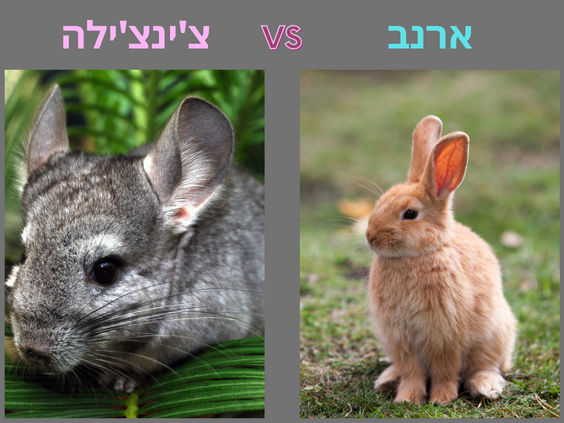 MyRabbit - הארנב שלי - ארנב או צ’ינצ’ילה – מה עדיף?